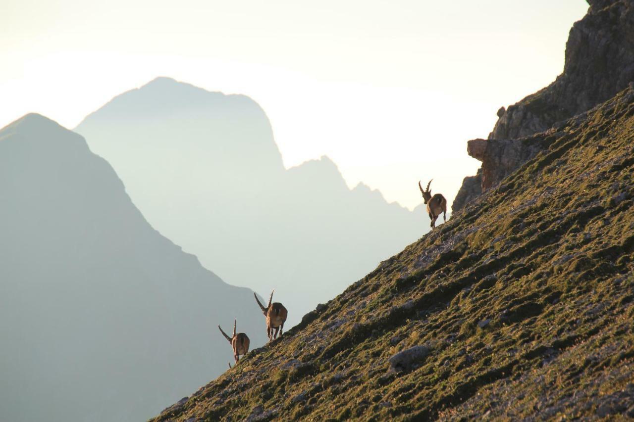 Appartement Wildkogel Neukirchen am Großvenediger Kültér fotó